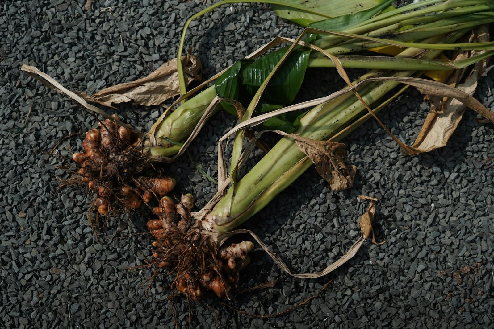 Turmeric Roots